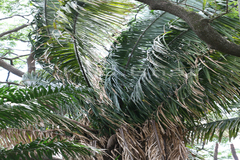 Attalea cohune